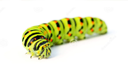 PROCESIONARIA DEL PINO